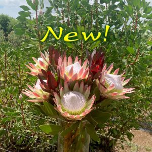 The Ali'i ~ ( translates to "king" in Hawaiian)